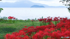 彼岸花