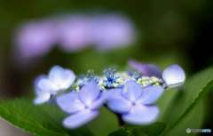 紫陽花