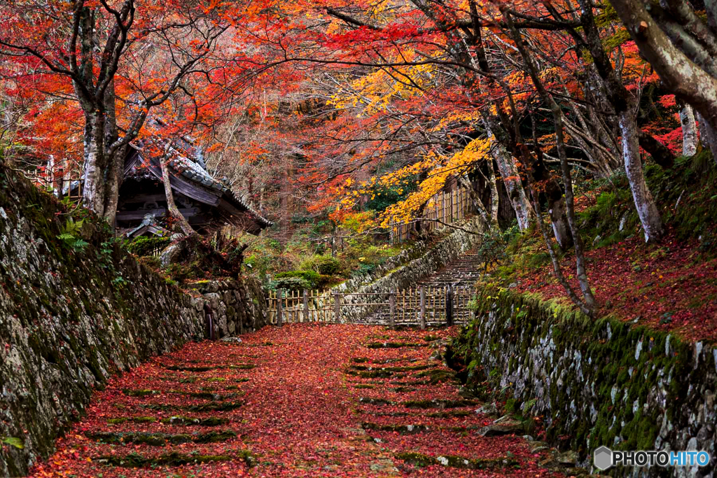 散り紅葉