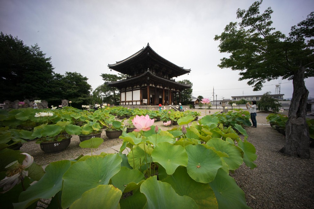 Lotus