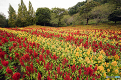 お花畑