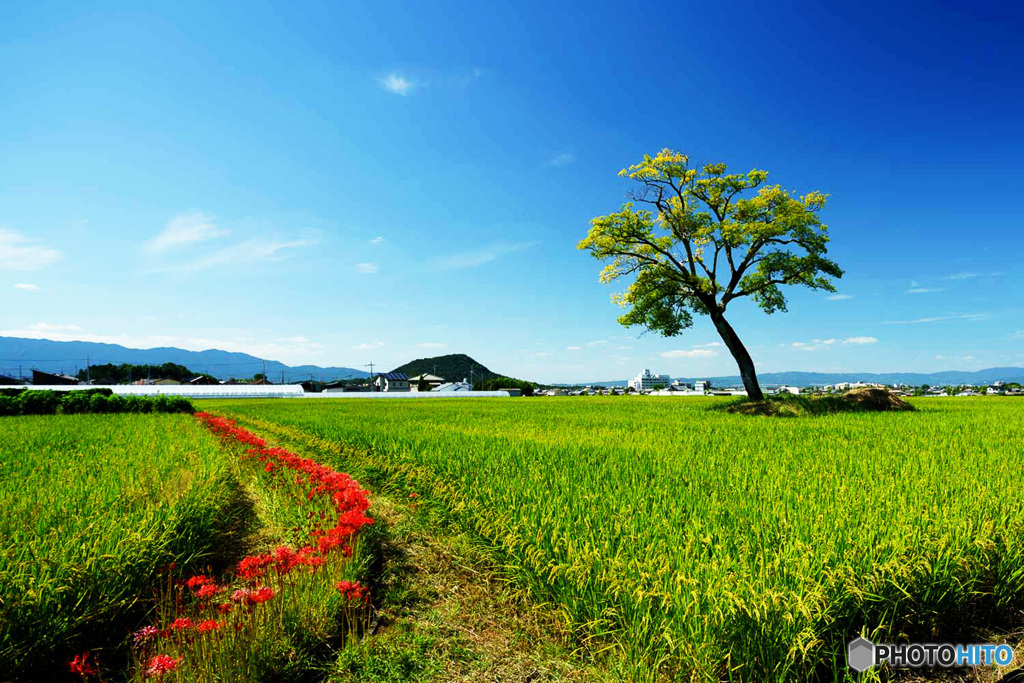 曼珠沙華
