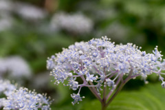 小紫陽花