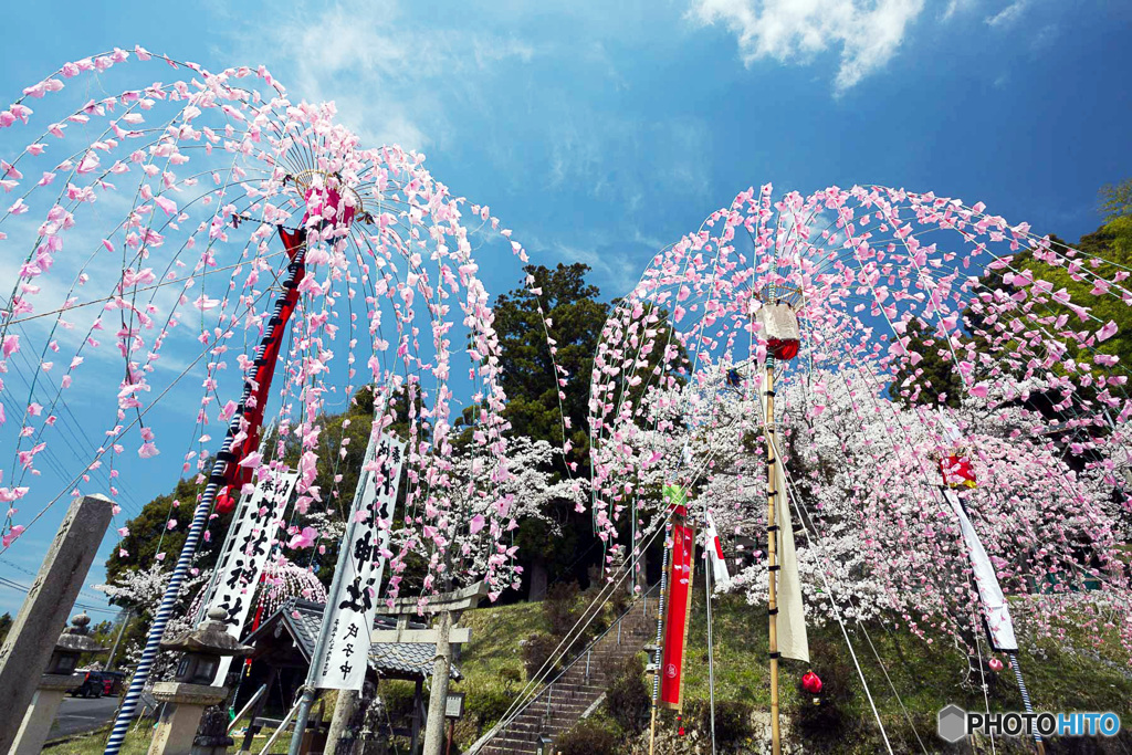 桜とほいのぼり