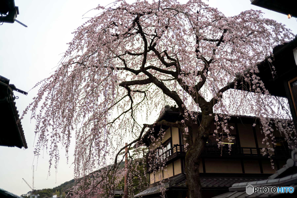 枝垂れ桜