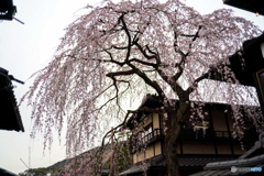 枝垂れ桜