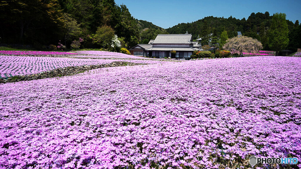芝桜