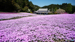 芝桜