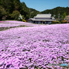 芝桜