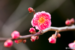 寒紅梅