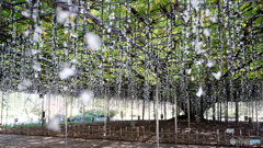 昼間のイルミネーション