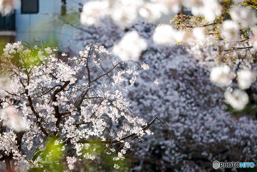 桜