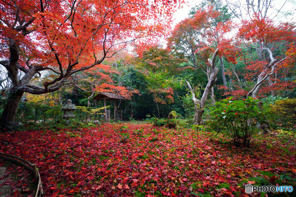 京都紅葉巡り