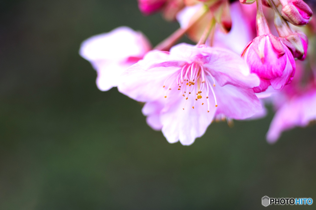 寒緋桜