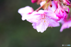寒緋桜