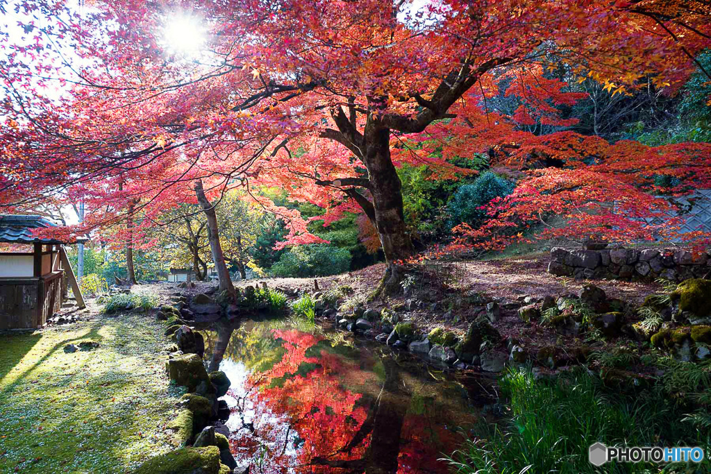 真っ赤な紅葉