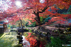 真っ赤な紅葉