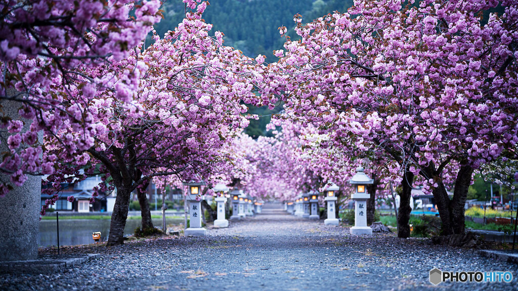 八重桜