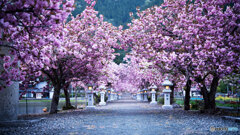 八重桜