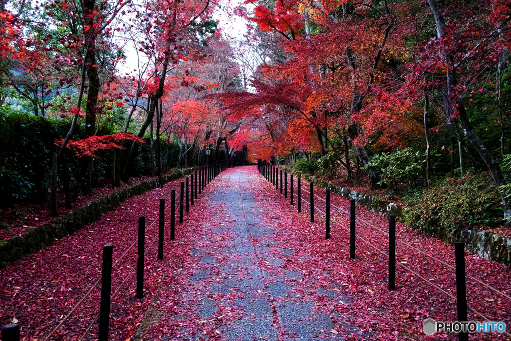 `残り紅葉