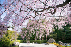 石庭としだれ桜