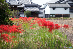 彼岸花の咲く風景2