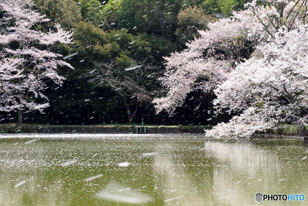 花吹雪