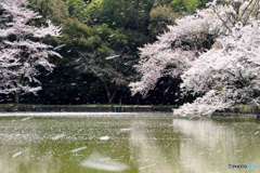 花吹雪
