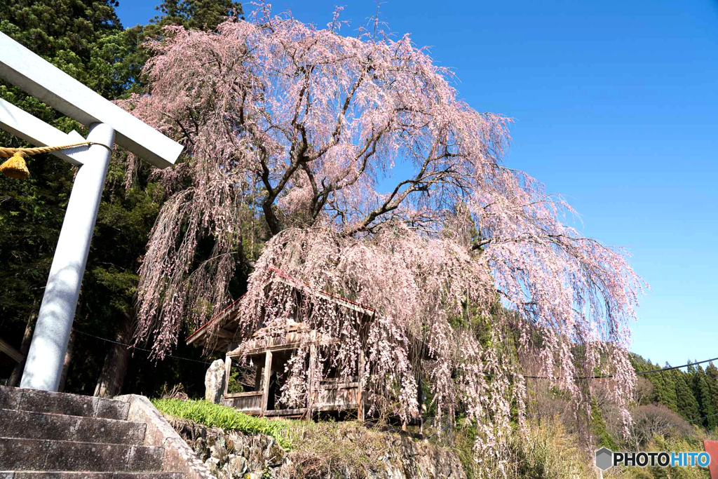 神明神社 しだれ桜