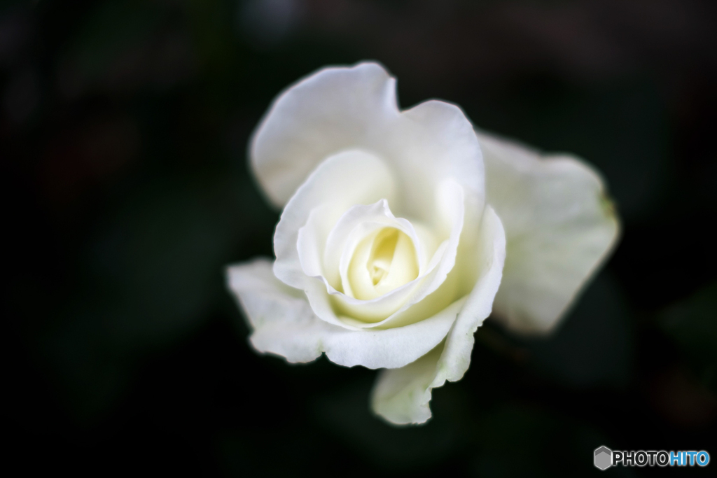 白薔薇