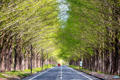 新緑の街路樹