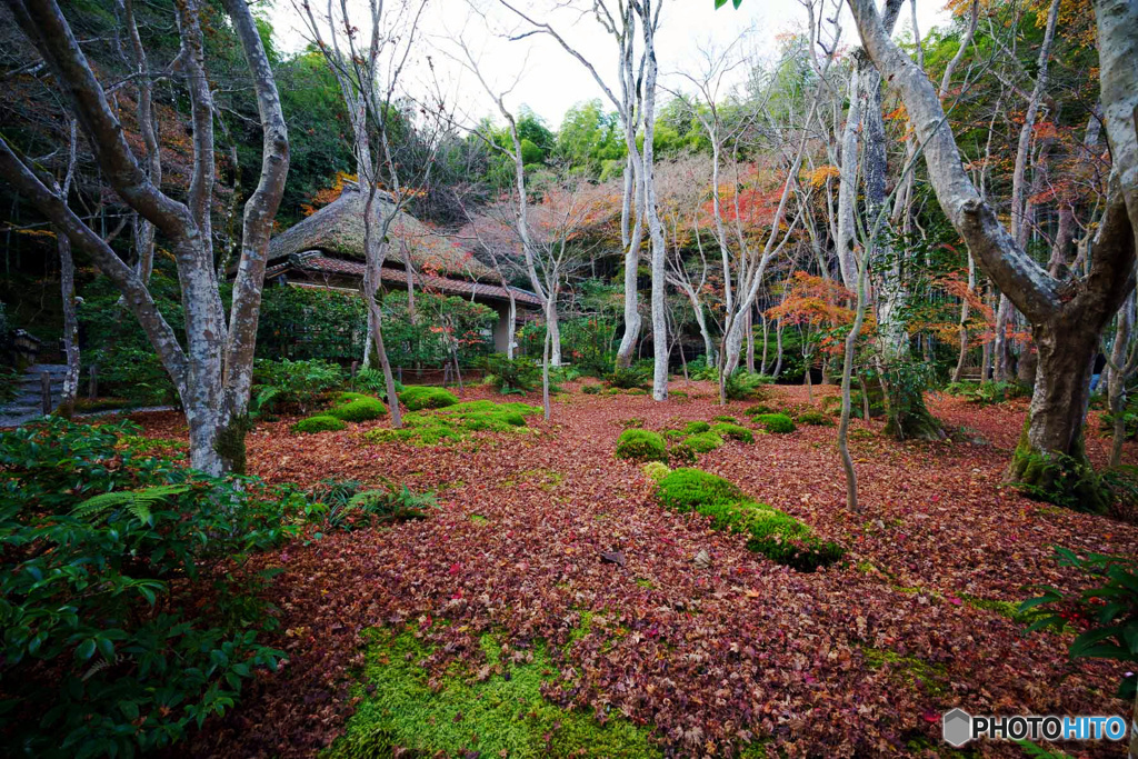 京都紅葉巡り