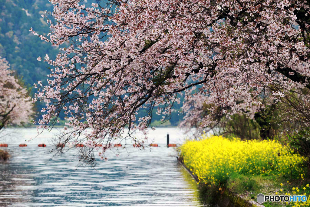 桜と菜の花