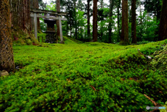 苔に覆われて