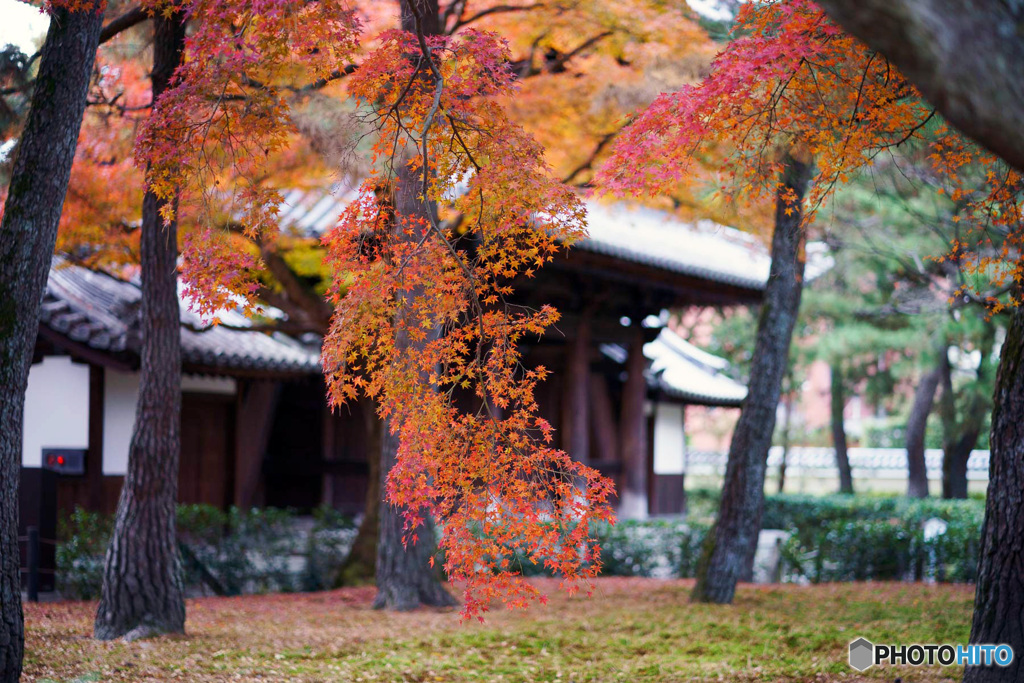 残り紅葉