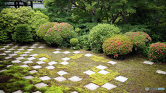 サツキと市松模様