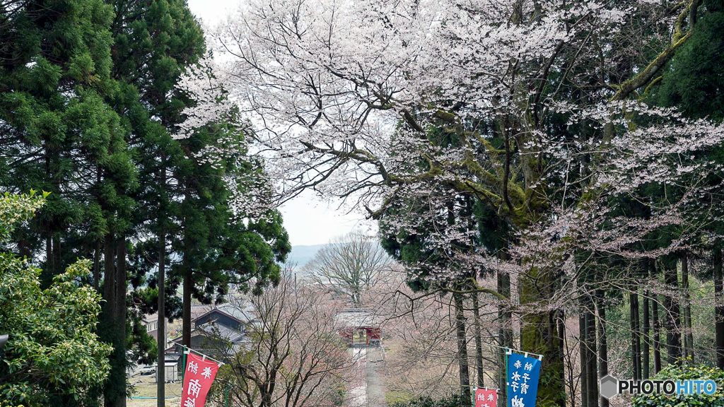 エドヒガン桜