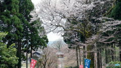 エドヒガン桜