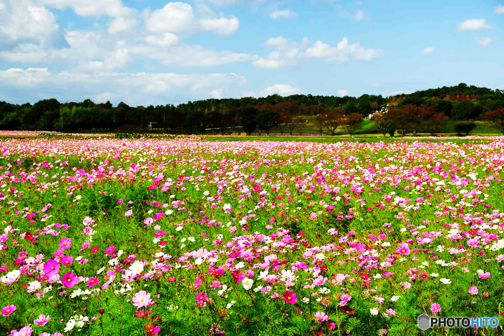 秋桜