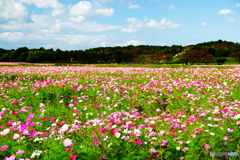 秋桜