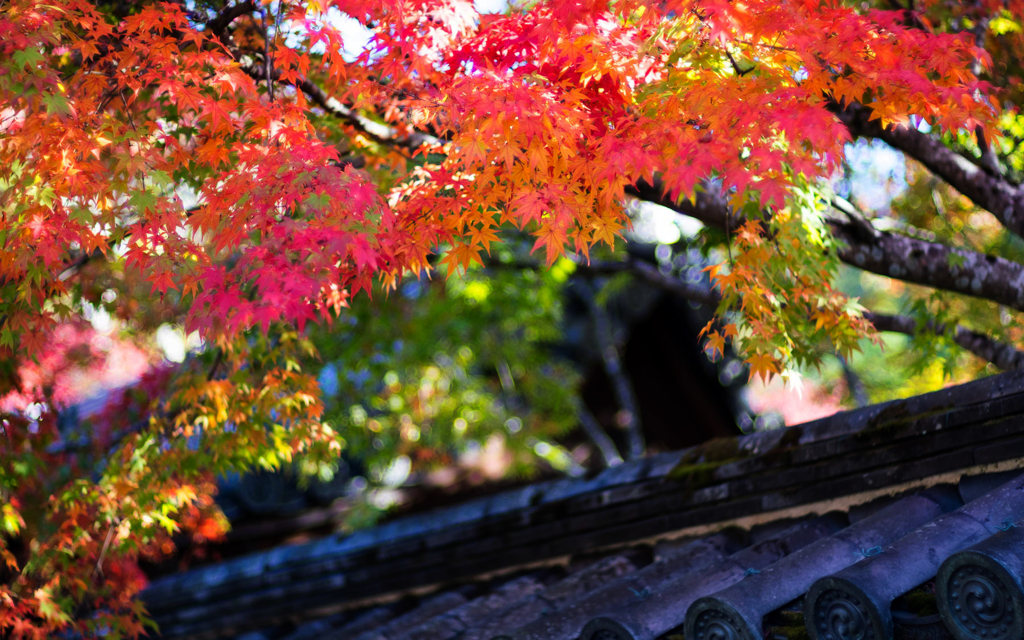 紅葉