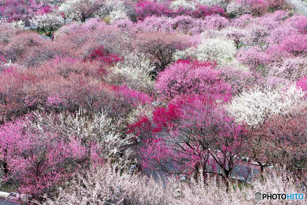 いなべ梅林公園