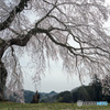 極楽桜