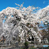しだれ桜