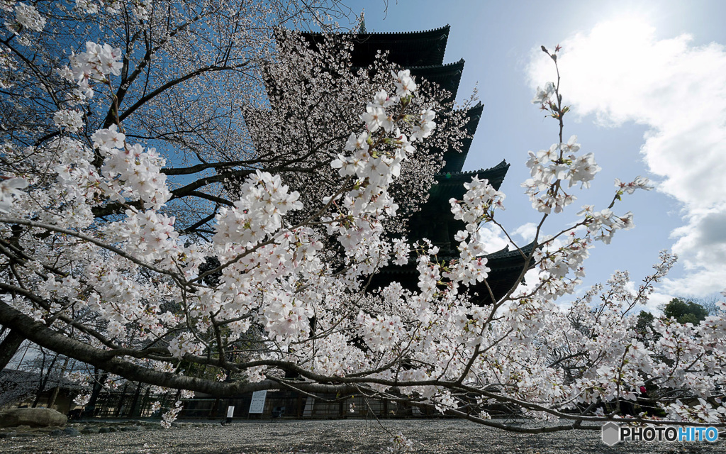 桜と五重塔