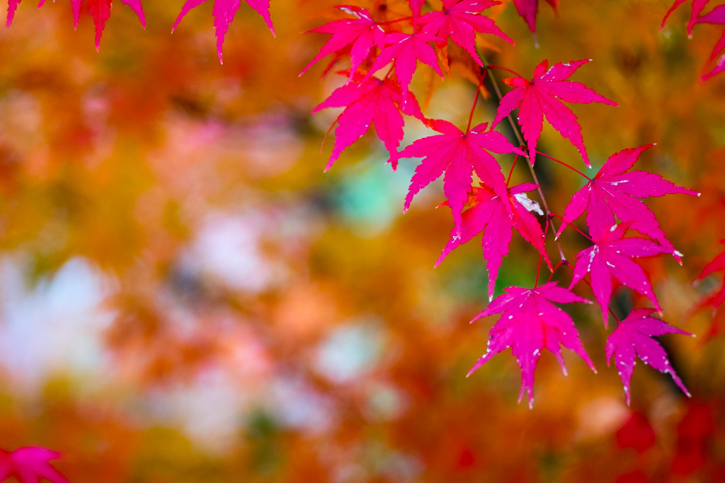 紅葉