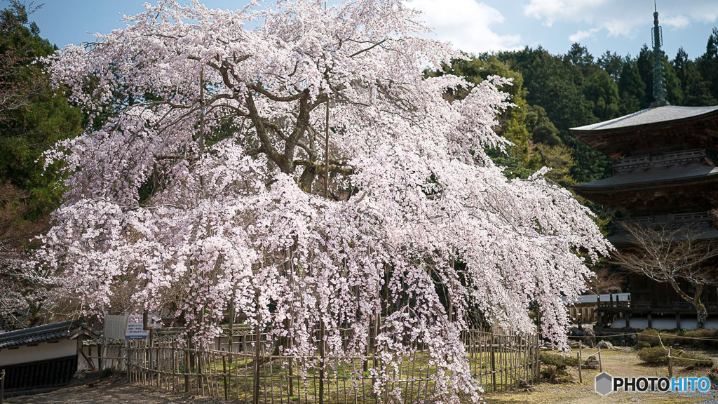 しだれ桜