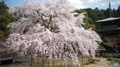 しだれ桜