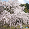 しだれ桜