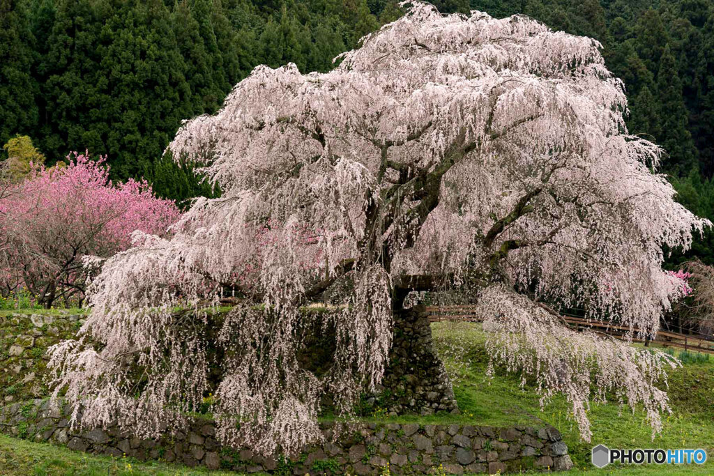 又兵衛桜